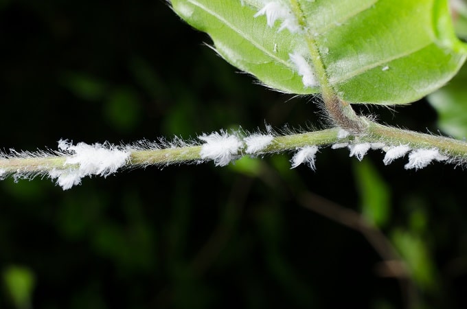 सबसे पहले सफेद कीड़ों की पहचान करें - Identify white Worms